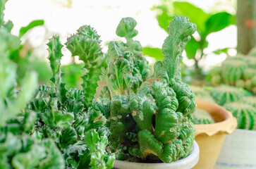 cactus plant in pot with soft focus