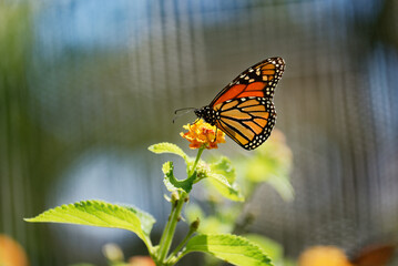Monarch butterfly resting on plants in sunlight - 565773395