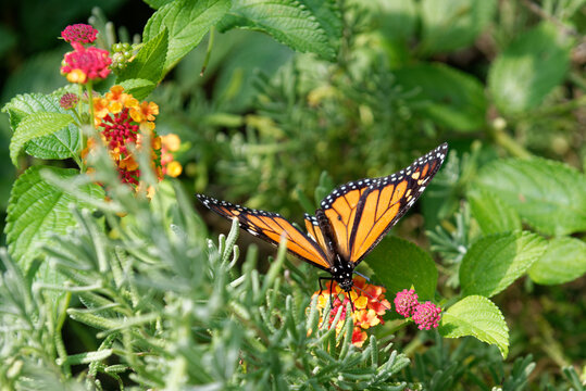 Monarch butterfly resting on plants in sunlight
