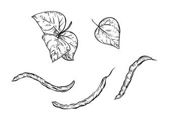 Hand drawn sketch black and white illustration set of string bean, leaf. Vector illustration. Elements in graphic style label, sticker, menu, package. Engraved style illustration.