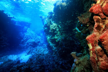 Plakat panorama coral reef underwater landscape seascape