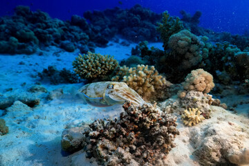 Naklejka na ściany i meble cuttlefish underwater photo wildlife sea
