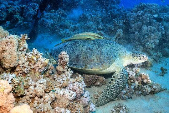 big sea turtle underwater photo, fish clingers, symbiosis ecosystem