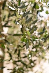 Branch of olive tree with green leaves