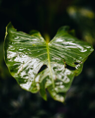 hojas verdes naturaleza es vida 