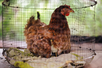 gallina en una jaula ponedero o gallinero con pollito 