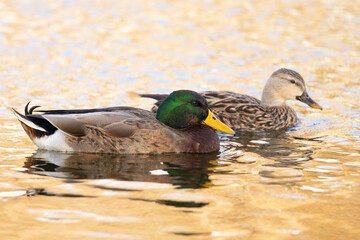 Male and female mallard (Anas platyrhynchos) ducks swimming together  in a pond before sunset