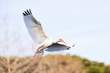 A bird — a white ibis (Eudocimus albus) in flight with its wings extended against a blue sky
