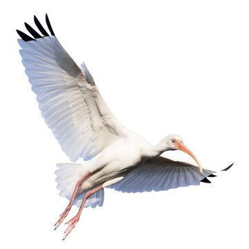 A bird &mdash; a white ibis (Eudocimus albus) &mdash; in flight with its wings extended. PNG file has bird isolated on transparent background.
