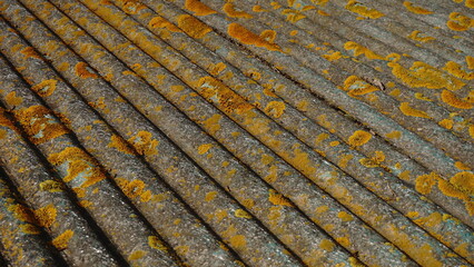 corrugated roof covered with lichens as a background