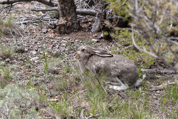White-tailed Jackrabbit