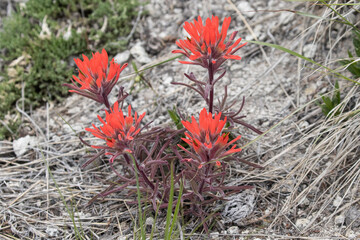 Wild Idaho Paintbrush