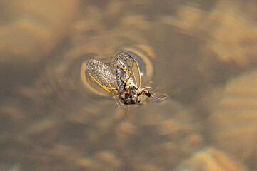 Cicada in the Water