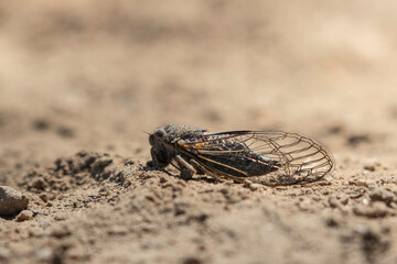 Cicada on the Ground