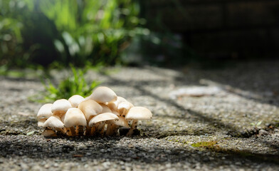 Mushrooms growing from under pavement, close up. Group of fungus or fungi with gills growing out of a crack from sidewalk or asphalt. Sign of rooting, decay or moisture bellow ground. Selective focus.