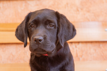 Animal portrait of a pet dog on a beige background. Portrait of a black labrador retriever puppy...