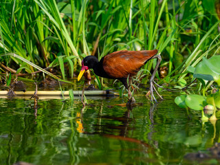 Wattled Jacana foraging on the pond in Pantanal, Brazil