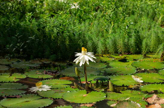 Single Giant Water Lily In A Pond 