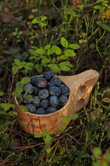 Wooden mug full of fresh ripe blueberries in grass