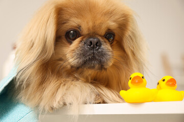 Cute Pekingese dog with towel and rubber ducks in bathroom. Pet hygiene