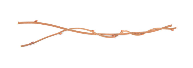 Two dry tree twigs on white background