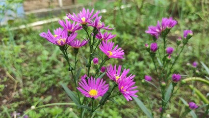 beautiful aster alpinus flower in the garden