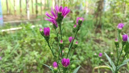 beautiful aster alpinus flower in the garden