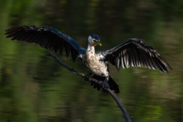 wet cormorant with its wings wide open drying itself over water