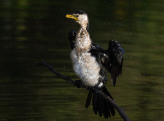 Wet cormorant (shag) standing on a branch over water drying its wings.