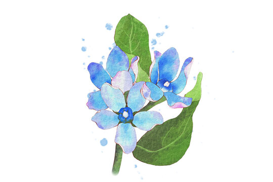 Watercolor Tweedia Isolate on transparent background PNG file