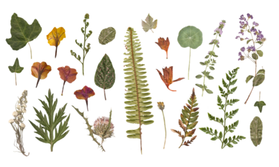 Herbarium dried flowers isolated on a white background Vol.3