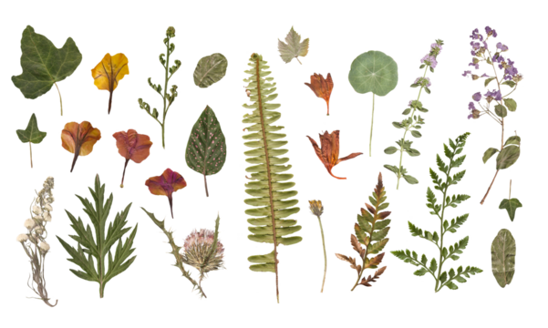 Herbarium dried flowers isolated on a white background Vol.3