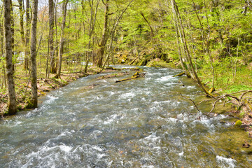 Obraz premium 青森 青空と新緑の奥入瀬渓流