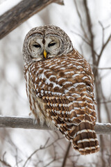 A barred owl is perched among snow covered branches in a Canadian forest