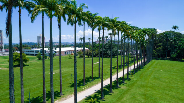 Aerial view of the Burle Marx park - Parque da Cidade, in S&atilde;o Jos&eacute; dos Campos, Brazil. Tall and beautiful palm trees