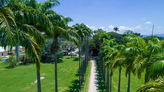Aerial view of the Burle Marx park - Parque da Cidade, in S&atilde;o Jos&eacute; dos Campos, Brazil. Tall and beautiful palm trees