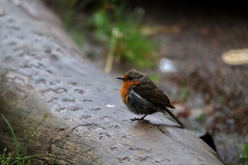 bird on a log