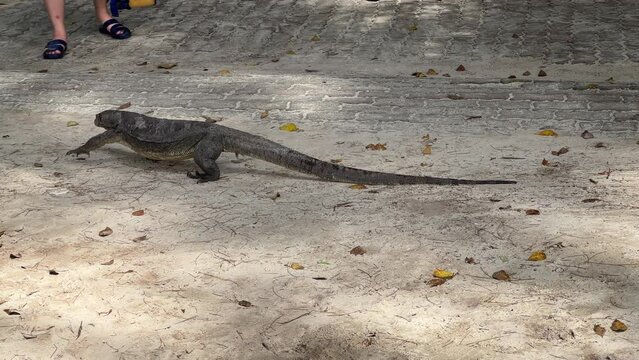 Giant monitor lizard wandering around Manukan Island, Sabah