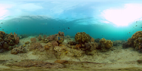Fototapeta na wymiar Tropical Blue Water Colorful Fishes. Tropical underwater sea fish. Philippines. Virtual Reality 360.