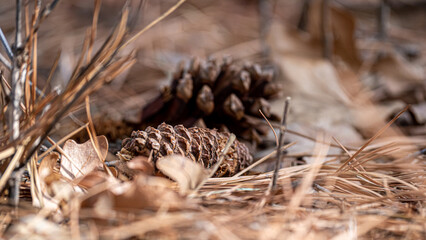 Fototapeta pine cones on the ground obraz