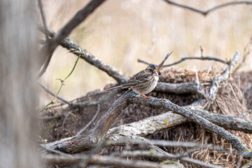 Fototapeta premium Songbird on a branch