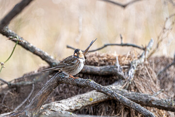 Songbird on a branch