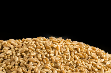 Dry wheat grains on a black background. Bulk hill of wheat.