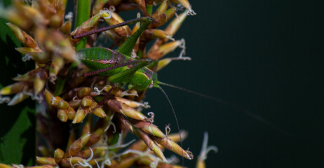close up of the grasshooper