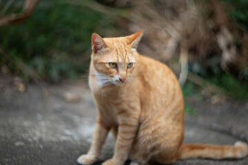 Close up of a cat in the garden