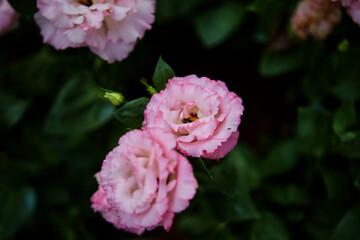 Pink Lisianthus flower blooming in the garden