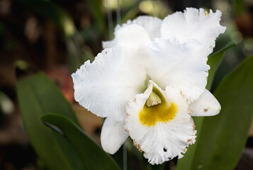 Cattleya Queen Sirikhit Orchid flower