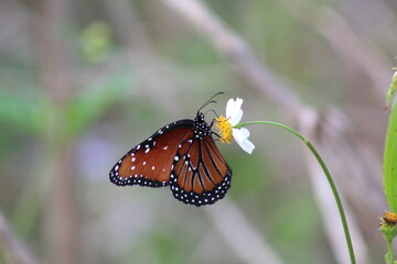butterfly on a flower
