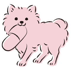 スリッパで遊ぶチワワ犬（いたずら・しつけ）