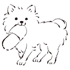 スリッパで遊ぶチワワ犬（いたずら・しつけ）